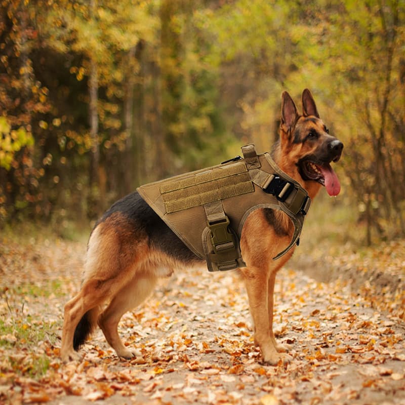 K9 Recon Set 3